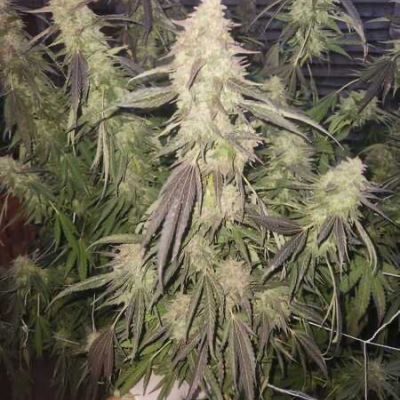  | Garlic Budder