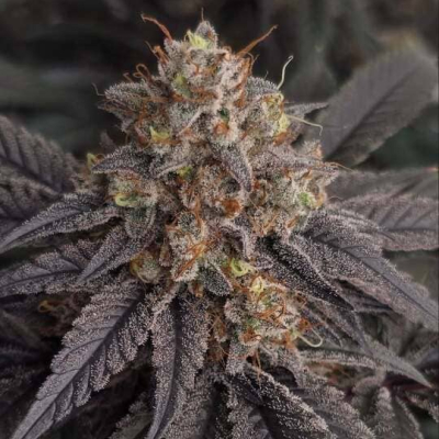  | Super Sour Runtz