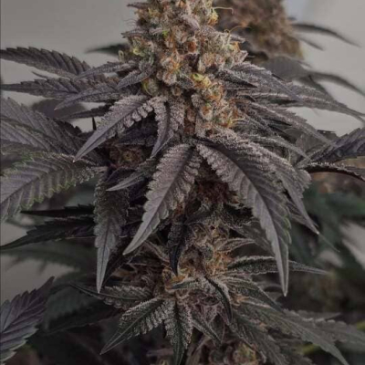  | Super Sour Runtz