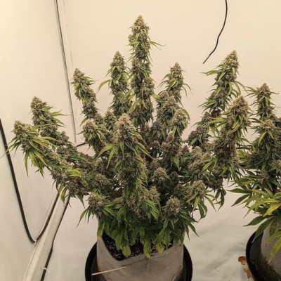  | Wild Berry Kush Auto