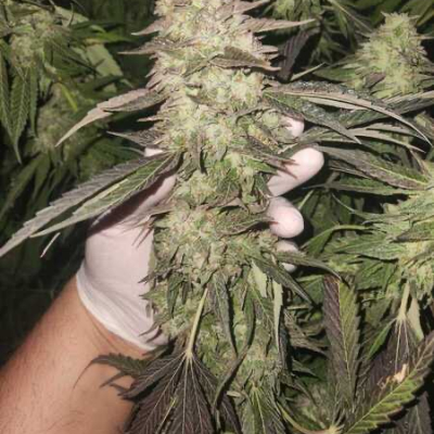 | Garlic Budder