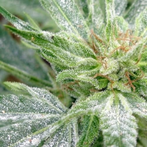 Powdery Mildew: How to Identify, Treat & Prevent It | Overgrow