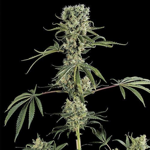 Moby Dick #2
