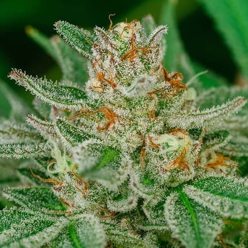 Banana Breath