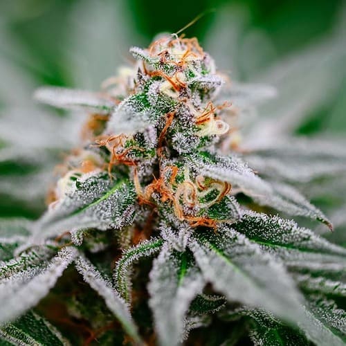 BK OG FAST