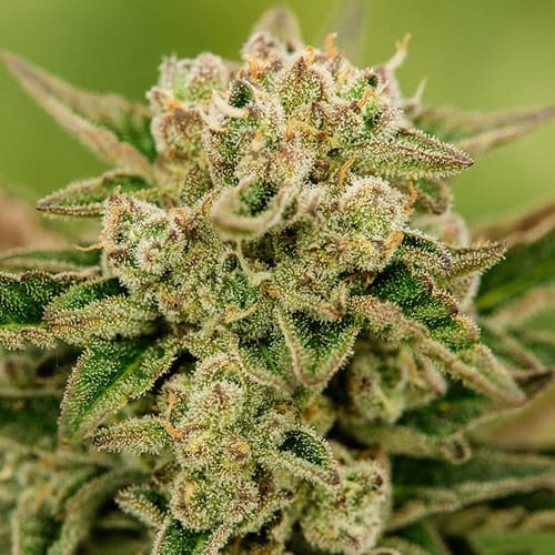 GMO FAST