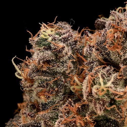 Sour Cherry Diesel