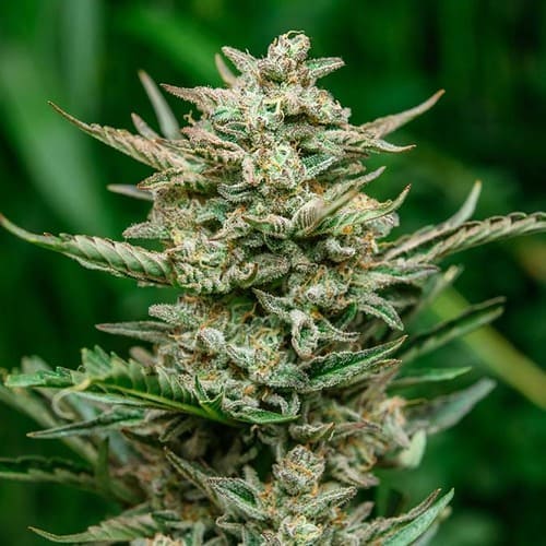 Sweet Tooth Auto