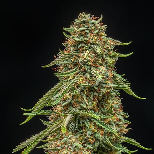 Turtle Taffy Auto
