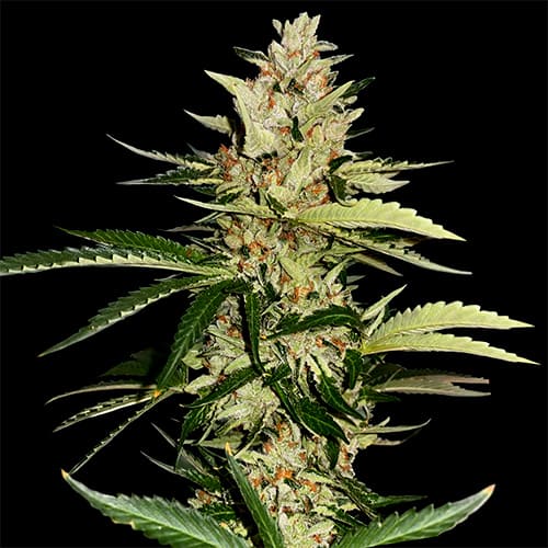Banana Candy Krush