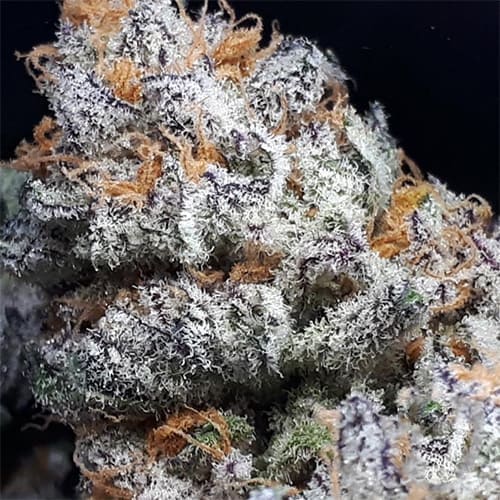 Purple Banana Cream