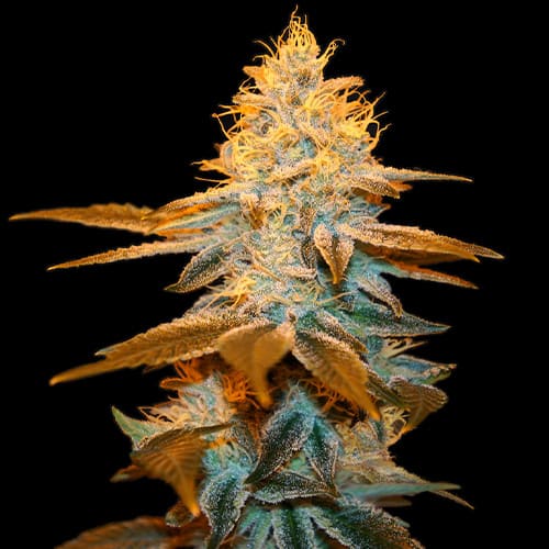 Strawberry Glue