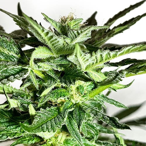 Bananaz OG - 2