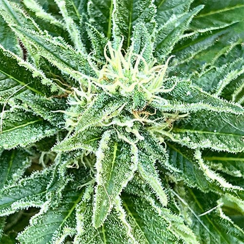 Bananaz OG