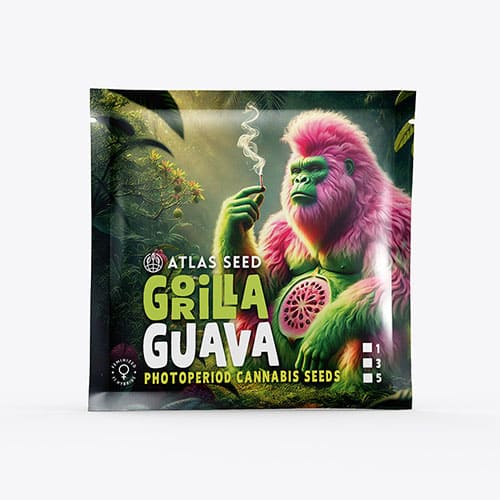 Gorilla Guava - 2