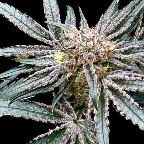 Platinum Zoap