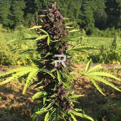 Billy Strut CBD Auto