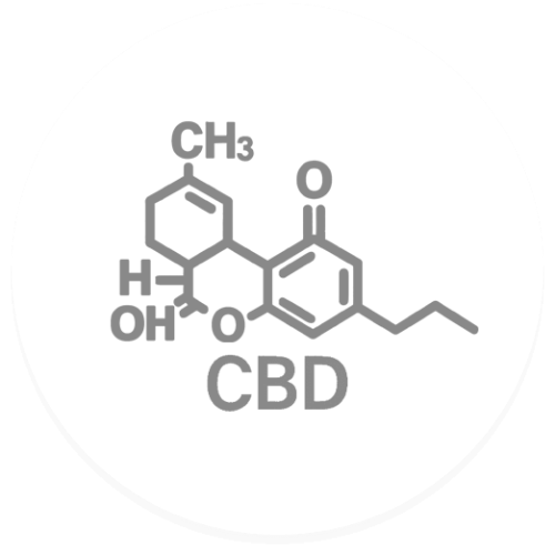 Buy CBD Seeds