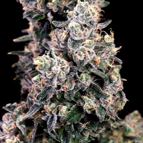 Peanut Butter Bomb FAST