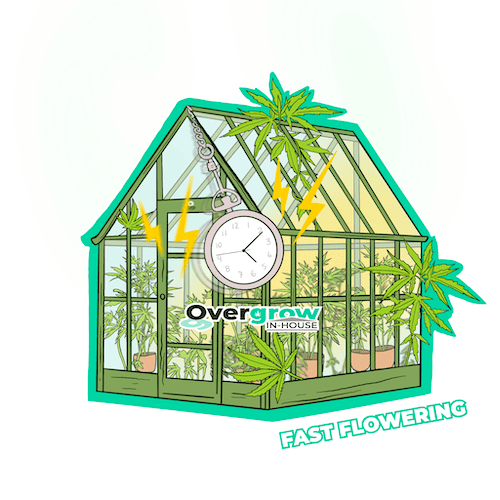 Maui Mango Diesel FAST