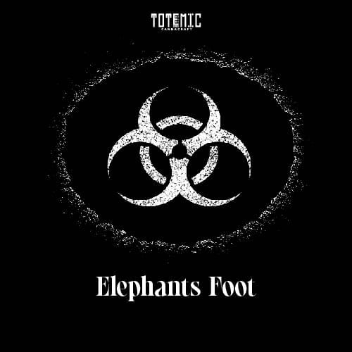 Elephants Foot