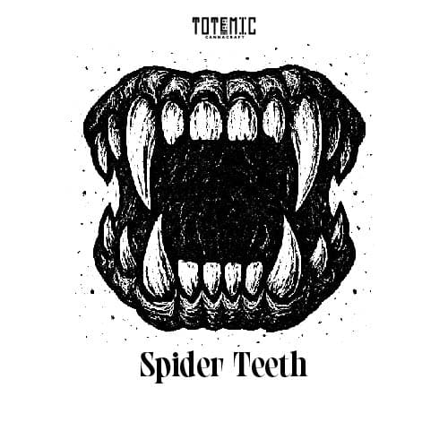 Spider Teeth Auto