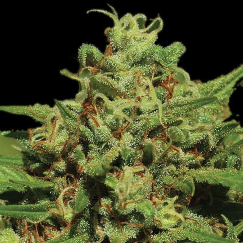 Emerald Fire OG Auto