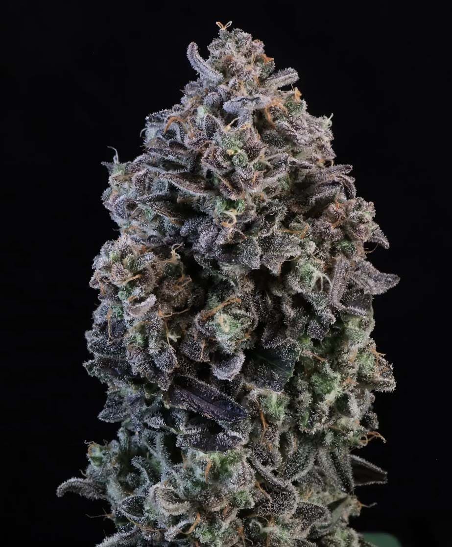 Mendo Breath Auto