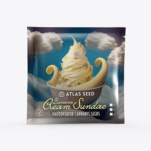 Banana Cream Sundae - 2