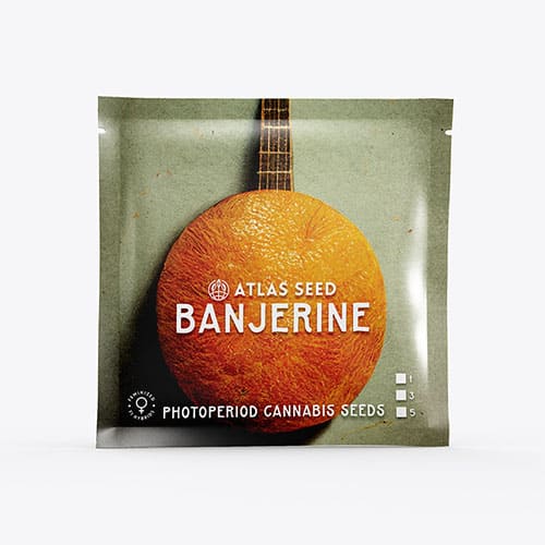Banjerine FAST - 2