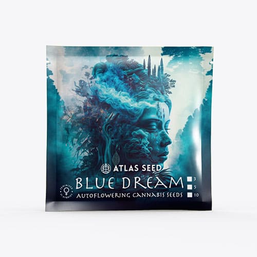 Blue Dream Auto - 2