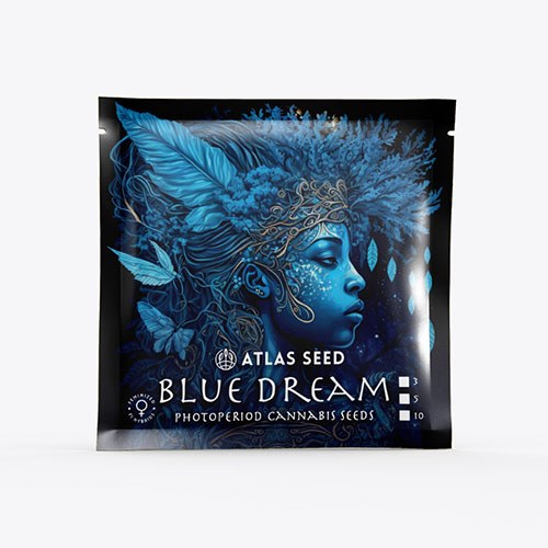 Blue Dream Fast - 2