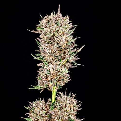 GMO Auto