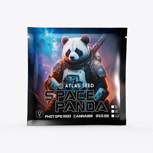 Space Panda - 2