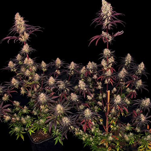 Ayahuasca Purple