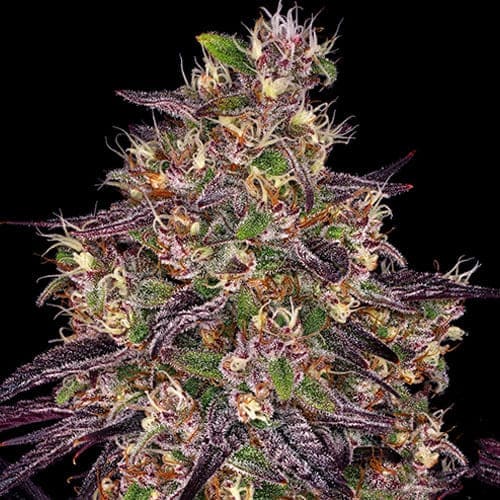 Ayahuasca Purple - 2