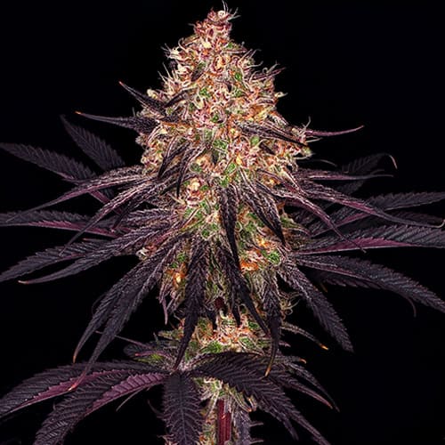 Ayahuasca Purple - 3