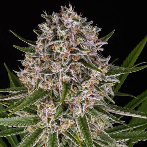 Lemon Haze Auto