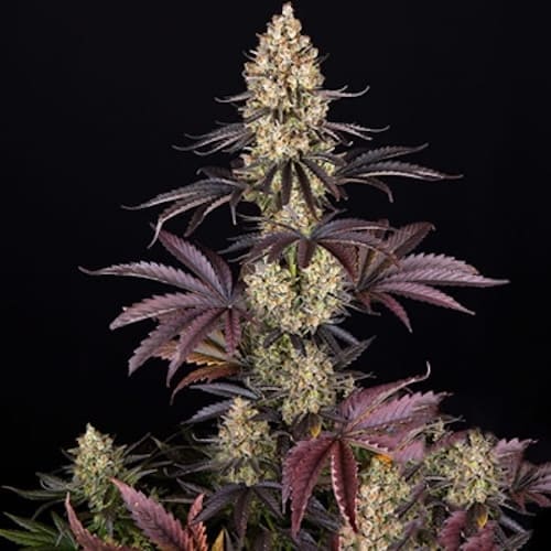 OG Kush - 2