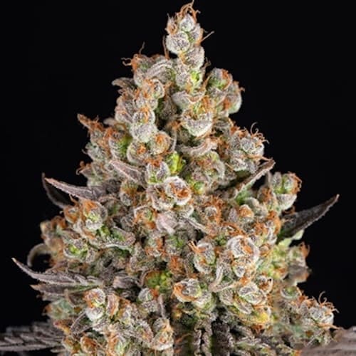 OG Kush