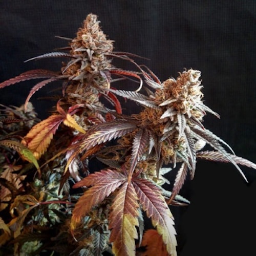 Peyote Critical - 2