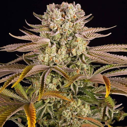 Pineapple Express - 3