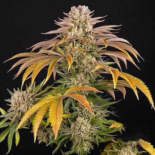 Pineapple Express