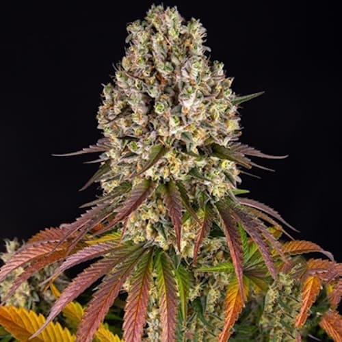Sour Diesel - 2