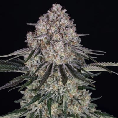 Sour Diesel Auto