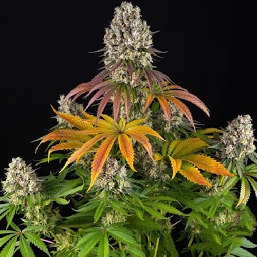 Sour Diesel