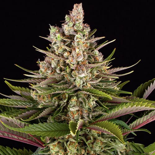Sour Strawberry