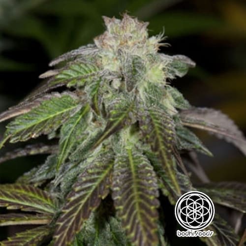 Kashmir 22 x 88G13/HP (Deep Line Alchemy 4)