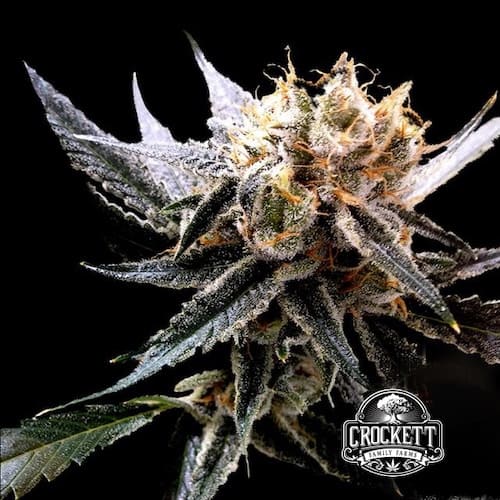 Crockett's Sour Tangie