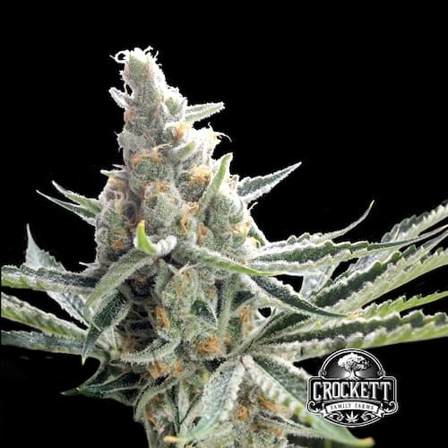 Crockett's Tangie - 2